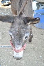 GriechenlandWeb.de Eselschutz Aghia Marina Petrokefali | Südkreta | GriechenlandWeb.de foto 25 - Foto GriechenlandWeb.de