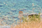 GriechenlandWeb.de Agios Georgios | Südkreta | GriechenlandWeb.de foto 17 - Foto GriechenlandWeb.de