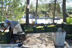 GriechenlandWeb.de Messara Ebene Heraklion Kreta - Foto GriechenlandWeb.de