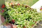 GriechenlandWeb.de Taverna de Belgen in Vori | Südkreta | GriechenlandWeb.de foto 10 - Foto GriechenlandWeb.de