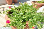 Foto Heraklion Kreta Kreta GriechenlandWeb - Foto GriechenlandWeb.de