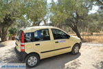 Gele Fiat Panda tussen de olijfbomen | Zuid Kreta | De Griekse Gids - Foto van De Griekse Gids
