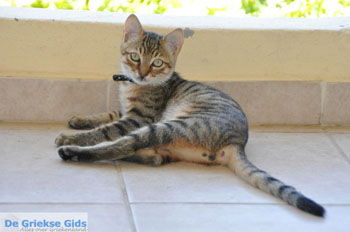 Agios Pavlos | Zuid Kreta Griekenland 74 - Foto van https://www.grieksegids.nl/fotos/eiland-kreta/fotos/zuidkreta/normaal/zuid-kreta-grieksegids-0168.jpg