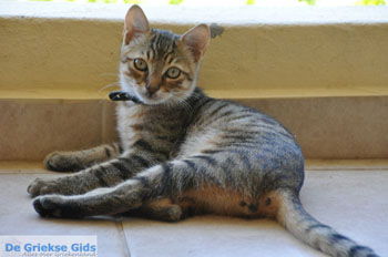 Agios Pavlos | Zuid Kreta Griekenland 75 - Foto van https://www.grieksegids.nl/fotos/eiland-kreta/fotos/zuidkreta/normaal/zuid-kreta-grieksegids-0169.jpg