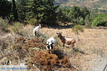 Onderweg van Spili naar Preveli | Zuid Kreta Griekenland 2 - Foto van https://www.grieksegids.nl/fotos/eiland-kreta/fotos/zuidkreta/normaal/zuid-kreta-grieksegids-0231.jpg