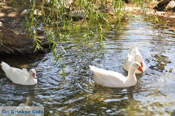 Preveli | Zuid Kreta Griekenland 27 - Foto van https://www.grieksegids.nl/fotos/eiland-kreta/fotos/zuidkreta/normaal/zuid-kreta-grieksegids-0271.jpg