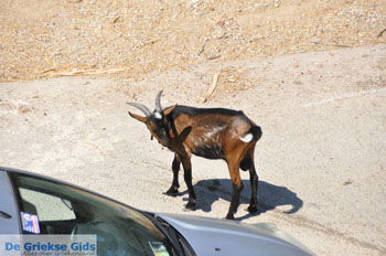 Villa Kapariana bij Mires | Zuid Kreta Griekenland 12 - Foto van https://www.grieksegids.nl/fotos/eiland-kreta/fotos/zuidkreta/normaal/zuid-kreta-grieksegids-0423.jpg