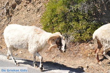 Kali Limenes | Zuid Kreta Griekenland 6 - Foto van https://www.grieksegids.nl/fotos/eiland-kreta/fotos/zuidkreta/normaal/zuid-kreta-grieksegids-0585.jpg