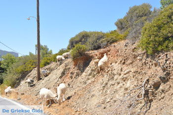 Kali Limenes | Zuid Kreta Griekenland 7 - Foto van https://www.grieksegids.nl/fotos/eiland-kreta/fotos/zuidkreta/normaal/zuid-kreta-grieksegids-0586.jpg