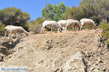 Kali Limenes | Zuid Kreta Griekenland 9 - Foto van https://www.grieksegids.nl/fotos/eiland-kreta/fotos/zuidkreta/normaal/zuid-kreta-grieksegids-0588.jpg