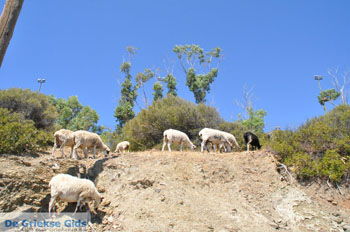 Kali Limenes | Zuid Kreta Griekenland 10 - Foto van https://www.grieksegids.nl/fotos/eiland-kreta/fotos/zuidkreta/normaal/zuid-kreta-grieksegids-0589.jpg