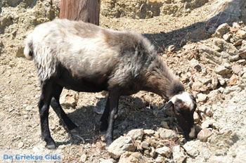 Kali Limenes | Zuid Kreta Griekenland 11 - Foto van https://www.grieksegids.nl/fotos/eiland-kreta/fotos/zuidkreta/normaal/zuid-kreta-grieksegids-0590.jpg
