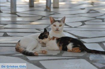 Lendas (Lentas) | Zuid Kreta Griekenland 16 - Foto van https://www.grieksegids.nl/fotos/eiland-kreta/fotos/zuidkreta/normaal/zuid-kreta-grieksegids-0642.jpg