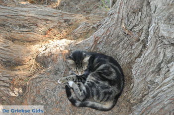 Lendas (Lentas) | Zuid Kreta Griekenland 39 - Foto van https://www.grieksegids.nl/fotos/eiland-kreta/fotos/zuidkreta/normaal/zuid-kreta-grieksegids-0665.jpg