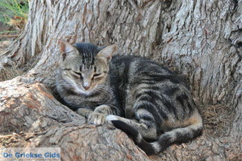 Lendas (Lentas) | Zuid Kreta Griekenland 40 - Foto van https://www.grieksegids.nl/fotos/eiland-kreta/fotos/zuidkreta/normaal/zuid-kreta-grieksegids-0666.jpg