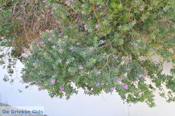 Lendas (Lentas) | Zuid Kreta Griekenland 44 - Foto van https://www.grieksegids.nl/fotos/eiland-kreta/fotos/zuidkreta/normaal/zuid-kreta-grieksegids-0670.jpg