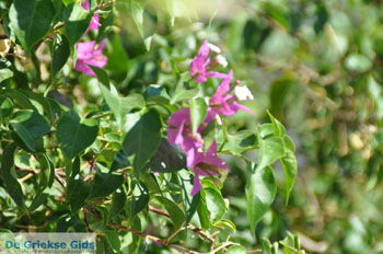 Lendas (Lentas) | Zuid Kreta Griekenland 49 - Foto van https://www.grieksegids.nl/fotos/eiland-kreta/fotos/zuidkreta/normaal/zuid-kreta-grieksegids-0675.jpg