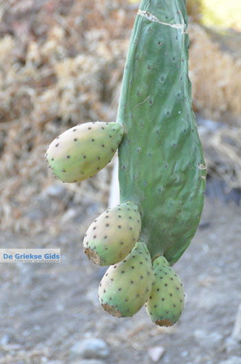 Vijgcactus | Zuid Kreta Griekenland 2 - Foto van https://www.grieksegids.nl/fotos/eiland-kreta/fotos/zuidkreta/normaal/zuid-kreta-grieksegids-0717.jpg