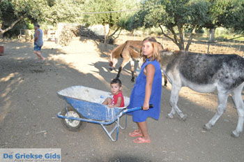 Ezelopvang Aghia Marina bij Petrokefali | Zuid Kreta Griekenland 5 - Foto van https://www.grieksegids.nl/fotos/eiland-kreta/fotos/zuidkreta/normaal/zuid-kreta-grieksegids-0722.jpg