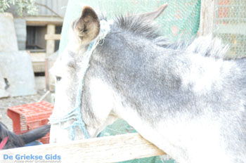 Ezelopvang Aghia Marina bij Petrokefali | Zuid Kreta Griekenland 8 - Foto van https://www.grieksegids.nl/fotos/eiland-kreta/fotos/zuidkreta/normaal/zuid-kreta-grieksegids-0725.jpg