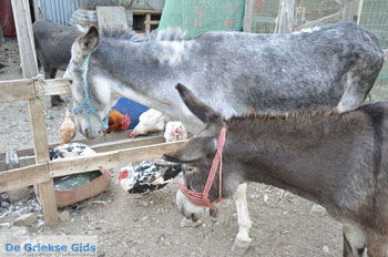 Ezelopvang Aghia Marina bij Petrokefali | Zuid Kreta Griekenland 10 - Foto van https://www.grieksegids.nl/fotos/eiland-kreta/fotos/zuidkreta/normaal/zuid-kreta-grieksegids-0727.jpg