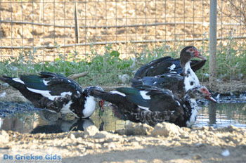 Ezelopvang Aghia Marina bij Petrokefali | Zuid Kreta Griekenland 12 - Foto van https://www.grieksegids.nl/fotos/eiland-kreta/fotos/zuidkreta/normaal/zuid-kreta-grieksegids-0729.jpg