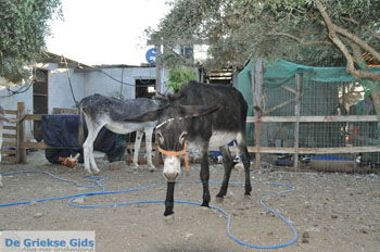 Ezelopvang Aghia Marina bij Petrokefali | Zuid Kreta Griekenland 13 - Foto van https://www.grieksegids.nl/fotos/eiland-kreta/fotos/zuidkreta/normaal/zuid-kreta-grieksegids-0730.jpg