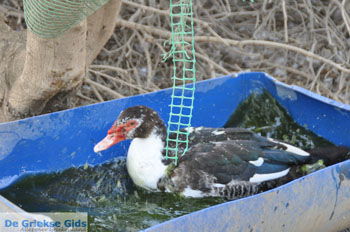 Ezelopvang Aghia Marina bij Petrokefali | Zuid Kreta Griekenland 14 - Foto van https://www.grieksegids.nl/fotos/eiland-kreta/fotos/zuidkreta/normaal/zuid-kreta-grieksegids-0731.jpg