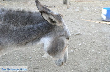 Ezelopvang Aghia Marina bij Petrokefali | Zuid Kreta Griekenland 16 - Foto van https://www.grieksegids.nl/fotos/eiland-kreta/fotos/zuidkreta/normaal/zuid-kreta-grieksegids-0733.jpg