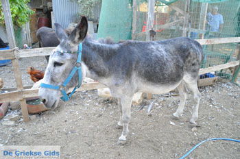 Ezelopvang Aghia Marina bij Petrokefali | Zuid Kreta Griekenland 22 - Foto van https://www.grieksegids.nl/fotos/eiland-kreta/fotos/zuidkreta/normaal/zuid-kreta-grieksegids-0739.jpg
