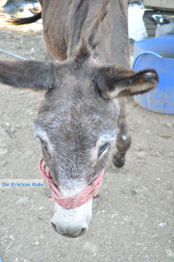 Ezelopvang Aghia Marina bij Petrokefali | Zuid Kreta Griekenland 25 - Foto van https://www.grieksegids.nl/fotos/eiland-kreta/fotos/zuidkreta/normaal/zuid-kreta-grieksegids-0742.jpg