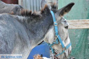 Ezelopvang Aghia Marina bij Petrokefali | Zuid Kreta Griekenland 30 - Foto van https://www.grieksegids.nl/fotos/eiland-kreta/fotos/zuidkreta/normaal/zuid-kreta-grieksegids-0747.jpg