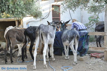Ezelopvang Aghia Marina bij Petrokefali | Zuid Kreta Griekenland 33 - Foto van https://www.grieksegids.nl/fotos/eiland-kreta/fotos/zuidkreta/normaal/zuid-kreta-grieksegids-0750.jpg