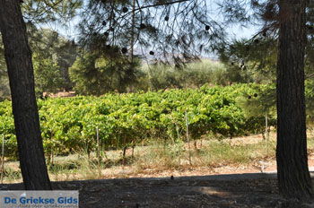 Panagia Kaliviani bij Mires| Zuid Kreta Griekenland 9 - Foto van https://www.grieksegids.nl/fotos/eiland-kreta/fotos/zuidkreta/normaal/zuid-kreta-grieksegids-0894.jpg