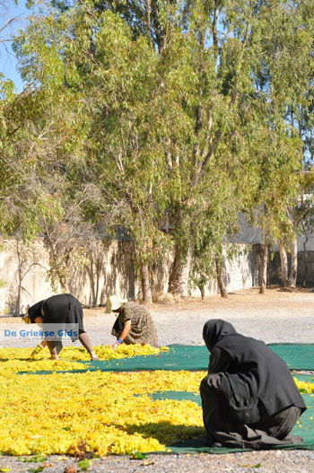 Panagia Kaliviani bij Mires| Zuid Kreta Griekenland 10 - Foto van https://www.grieksegids.nl/fotos/eiland-kreta/fotos/zuidkreta/normaal/zuid-kreta-grieksegids-0895.jpg