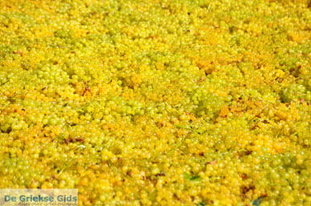 Panagia Kaliviani bij Mires| Zuid Kreta Griekenland 12 - Foto van https://www.grieksegids.nl/fotos/eiland-kreta/fotos/zuidkreta/normaal/zuid-kreta-grieksegids-0897.jpg