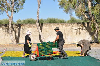 Panagia Kaliviani bij Mires| Zuid Kreta Griekenland 15 - Foto van https://www.grieksegids.nl/fotos/eiland-kreta/fotos/zuidkreta/normaal/zuid-kreta-grieksegids-0900.jpg