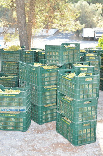 Panagia Kaliviani bij Mires| Zuid Kreta Griekenland 17 - Foto van https://www.grieksegids.nl/fotos/eiland-kreta/fotos/zuidkreta/normaal/zuid-kreta-grieksegids-0902.jpg