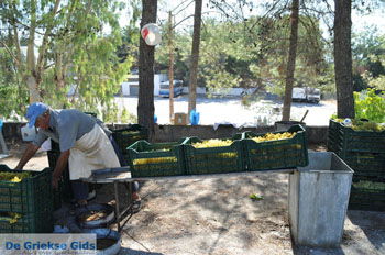 Panagia Kaliviani bij Mires| Zuid Kreta Griekenland 22 - Foto van https://www.grieksegids.nl/fotos/eiland-kreta/fotos/zuidkreta/normaal/zuid-kreta-grieksegids-0907.jpg