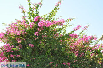 Vori | Zuid Kreta Griekenland 52 - Foto van https://www.grieksegids.nl/fotos/eiland-kreta/fotos/zuidkreta/normaal/zuid-kreta-grieksegids-1003.jpg