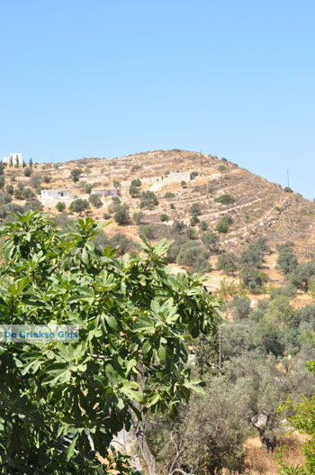 Kamilari | Zuid Kreta Griekenland 8 - Foto van https://www.grieksegids.nl/fotos/eiland-kreta/fotos/zuidkreta/normaal/zuid-kreta-grieksegids-1028.jpg