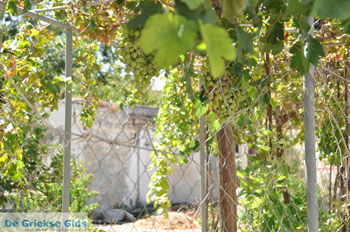 Kamilari | Zuid Kreta Griekenland 14 - Foto van https://www.grieksegids.nl/fotos/eiland-kreta/fotos/zuidkreta/normaal/zuid-kreta-grieksegids-1034.jpg