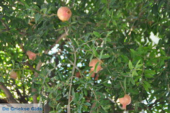 Kamilari | Zuid Kreta Griekenland 41 - Foto van https://www.grieksegids.nl/fotos/eiland-kreta/fotos/zuidkreta/normaal/zuid-kreta-grieksegids-1061.jpg