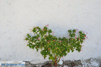 Kamilari | Zuid Kreta Griekenland 45 - Foto van https://www.grieksegids.nl/fotos/eiland-kreta/fotos/zuidkreta/normaal/zuid-kreta-grieksegids-1065.jpg