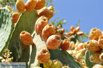 Cactusvijgen bij Taverna de Belgen in Vori | Zuid Kreta Griekenland 2 - Foto van https://www.grieksegids.nl/fotos/eiland-kreta/fotos/zuidkreta/normaal/zuid-kreta-grieksegids-1100.jpg