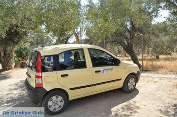 Gele Fiat Panda tussen de olijfbomen | Zuid Kreta | De Griekse Gids - Foto van https://www.grieksegids.nl/fotos/eiland-kreta/fotos/zuidkreta/normaal/zuid-kreta-grieksegids-1188.jpg