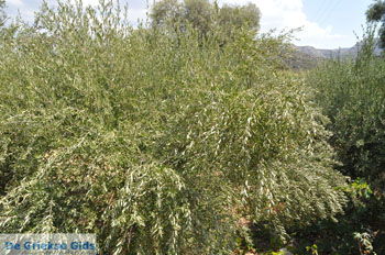 Olijfboom in Matala | Zuid Kreta Griekenland 127 - Foto van https://www.grieksegids.nl/fotos/eiland-kreta/fotos/zuidkreta/normaal/zuid-kreta-grieksegids-1194.jpg