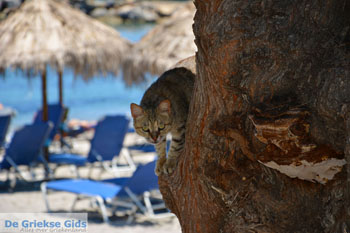 Aghia Pelagia | Kythira Griekenland 106 - Foto van https://www.grieksegids.nl/fotos/eiland-kythira/aghia-pelagia/normaal/aghia-pelagia-kythira-106.jpg