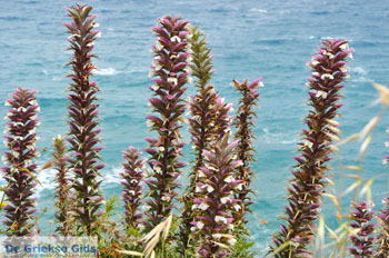 Aghia Pelagia Kythira | Strand Lagada foto 5 - Foto van https://www.grieksegids.nl/fotos/eiland-kythira/aghiapelagia-lagada/normaal/aghia-pelagia-kythira-126.jpg