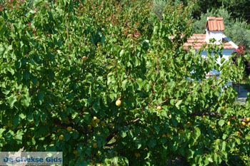 Bij de bronnen van Karavas | Kythira | Foto 3 - Foto van https://www.grieksegids.nl/fotos/eiland-kythira/bronnen-karavas/normaal/bronnen-karavas-003.jpg